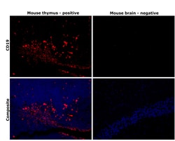 CD19 Monoclonal Antibody (HIB19), eBioscience , Invitrogen:Antibodies:Primary