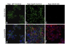 CD19 Monoclonal Antibody (HIB19), eBioscience , Invitrogen:Antibodies:Primary