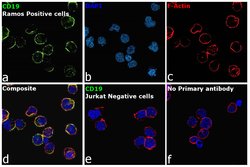 CD19 Monoclonal Antibody (HIB19), eBioscience , Invitrogen:Antibodies:Primary