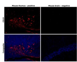 CD19 Monoclonal Antibody (HIB19), eBioscience , Invitrogen:Antibodies:Primary