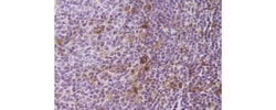 Invitrogen CD25 Monoclonal Antibody (GLLZDMY), eBioscience:Antibodies:Primary
