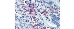 CD38 Monoclonal Antibody (HIT2), eBioscience , Invitrogen:Antibodies:Primary