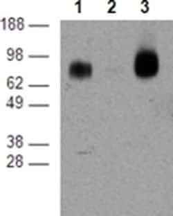 Invitrogen CD39 Monoclonal Antibody (24DMS1), eBioscience:Antibodies:Primary