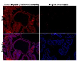 Invitrogen CD39 Monoclonal Antibody (eBioA1 (A1)), eBioscience , Invitrogen