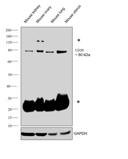 Invitrogen CD39 Monoclonal Antibody (eBioA1 (A1)), eBioscience , Invitrogen