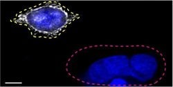 Invitrogen CD44 Monoclonal Antibody (IM7), eBioscience , Invitrogen 1 mg;