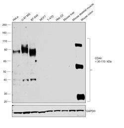 Invitrogen CD44 Monoclonal Antibody (IM7), eBioscience , Invitrogen 1 mg;