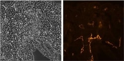 LYVE1 Monoclonal Antibody (ALY7), eBioscience , Invitrogen:Antibodies:Primary