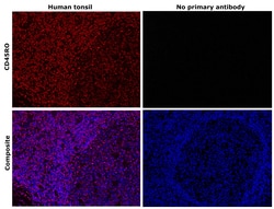 Invitrogen CD45RO Monoclonal Antibody (UCHL1), eBioscience , Invitrogen