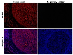 CD45RA Monoclonal Antibody (HI100), eBioscience , Invitrogen:Antibodies:Primary