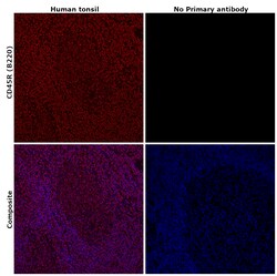 Invitrogen CD45R (B220) Monoclonal Antibody (HIS24), eBioscience 100 &mu;g;