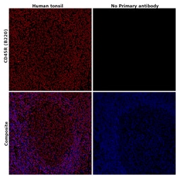 Invitrogen CD45R (B220) Monoclonal Antibody (HIS24), eBioscience 100 &mu;g;