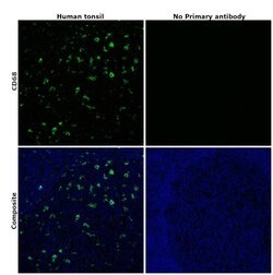 Invitrogen CD68 Monoclonal Antibody (815CU17), eBioscience , Invitrogen