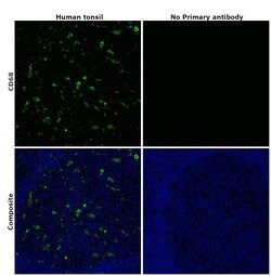 Invitrogen CD68 Monoclonal Antibody (815CU17), eBioscience , Invitrogen