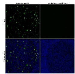 CD68 Monoclonal Antibody (KP1), eBioscience&trade;, Invitrogen&trade;