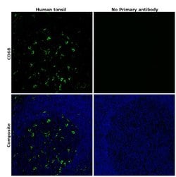 CD68 Monoclonal Antibody (KP1), eBioscience&trade;, Invitrogen&trade;
