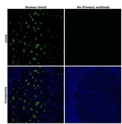 CD68 Monoclonal Antibody (KP1), eBioscience&trade;, Invitrogen&trade;