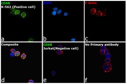 CD68 Monoclonal Antibody (eBioY1/82A (Y1/82A)), eBioscience , Invitrogen:Antibodies:Primary