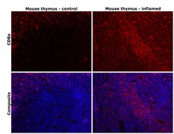 Invitrogen CD8a Monoclonal Antibody (4SM15), eBioscience , Invitrogen 100