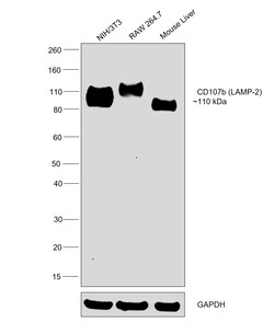 Invitrogen CD107b (LAMP-2) Monoclonal Antibody (eBioABL-93 (ABL-93)), eBioscience