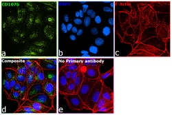 Invitrogen CD107b (LAMP-2) Monoclonal Antibody (eBioH4B4 (H4B4)), eBioscience