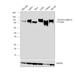 Invitrogen CD107b (LAMP-2) Monoclonal Antibody (eBioH4B4 (H4B4)), eBioscience