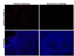 Invitrogen CD107a (LAMP-1) Monoclonal Antibody (eBioH4A3), eBioscience