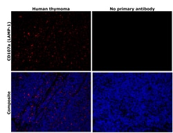Invitrogen CD107a (LAMP-1) Monoclonal Antibody (eBioH4A3), eBioscience