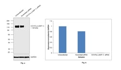 CD107a (LAMP-1) Monoclonal Antibody (eBioH4A3), eBioscience , Invitrogen:Antibodies:Primary