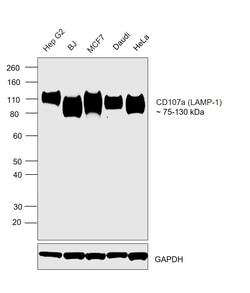 Invitrogen CD107a (LAMP-1) Monoclonal Antibody (eBioH4A3), eBioscience