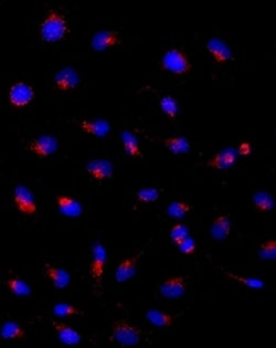 Invitrogen CD107a (LAMP-1) Monoclonal Antibody (eBioH4A3), eBioscience