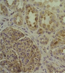 Invitrogen CD107a (LAMP-1) Monoclonal Antibody (eBioH4A3), eBioscience
