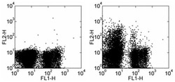 CD117 (c-Kit) Monoclonal Antibody (2B8), eBioscience , Invitrogen:Antibodies:Primary