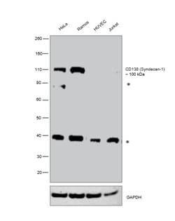 CD138 (Syndecan-1) Monoclonal Antibody (DL-101), eBioscience , Invitrogen:Antibodies,