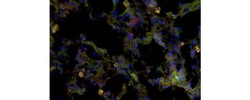 CD170 (Siglec F) Monoclonal Antibody (1RNM44N), eBioscience , Invitrogen:Antibodies:Primary