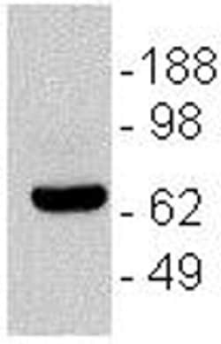 CD196 (CCR6) Monoclonal Antibody (R6H1), eBioscience , Invitrogen:Antibodies:Primary