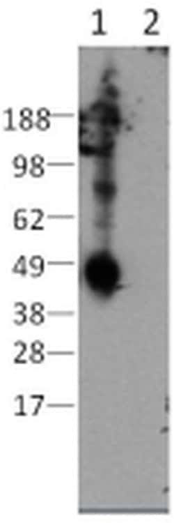CD207 (Langerin) Monoclonal Antibody (eBioL31), eBioscience , Invitrogen