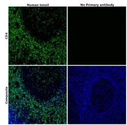 CD4 Monoclonal Antibody (N1UG0), eBioscience , Invitrogen:Antibodies:Primary
