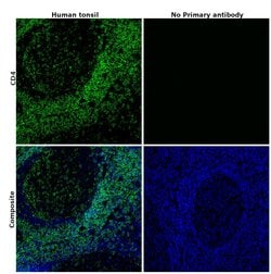 CD4 Monoclonal Antibody (N1UG0), eBioscience , Invitrogen:Antibodies:Primary