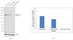 Invitrogen beta Catenin Monoclonal Antibody (15B8), eBioscience , Invitrogen