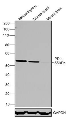 Invitrogen CD279 (PD-1) Monoclonal Antibody (J121), eBioscience:Antibodies:Primary