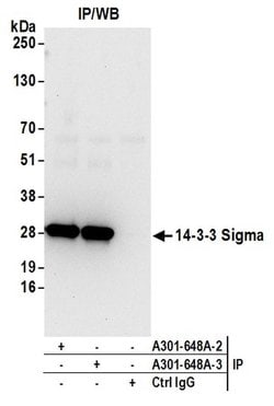 14-3-3 Sigma Rabbit anti-Human, Polyclonal, Bethyl Laboratories 100 &mu;L;