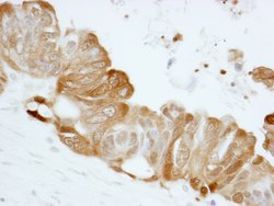 14-3-3 Sigma Polyclonal Antibody, Bethyl Laboratories 100 &mu;L; Unconjugated:Antibodies,