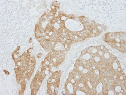 14-3-3 Sigma Polyclonal Antibody, Bethyl Laboratories 100 &mu;L; Unconjugated:Antibodies,