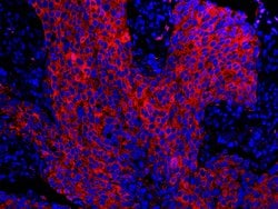 14-3-3 Sigma Polyclonal Antibody, Bethyl Laboratories 100 &mu;L; Unconjugated:Antibodies,