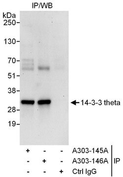 14-3-3 theta Rabbit anti-Human, Polyclonal, Bethyl Laboratories 10 &mu;L;
