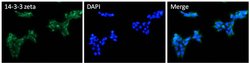 Invitrogen 14-3-3 zeta Polyclonal Antibody 100 &mu;L; Unconjugated:Antibodies,