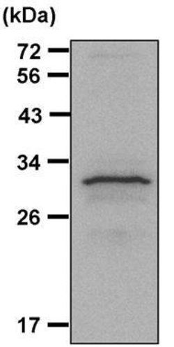 Invitrogen 14-3-3 zeta Polyclonal Antibody 100 &mu;L; Unconjugated:Antibodies,