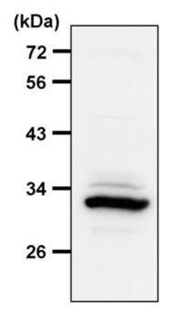Invitrogen 14-3-3 zeta Polyclonal Antibody 100 &mu;L; Unconjugated:Antibodies,