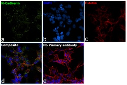 Invitrogen CD325 (N-Cadherin) Monoclonal Antibody (8C11), eBioscience 100